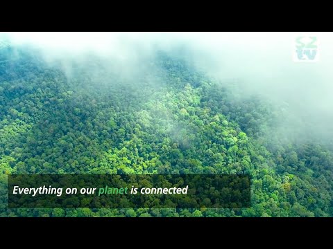 Rainforest in 60 seconds