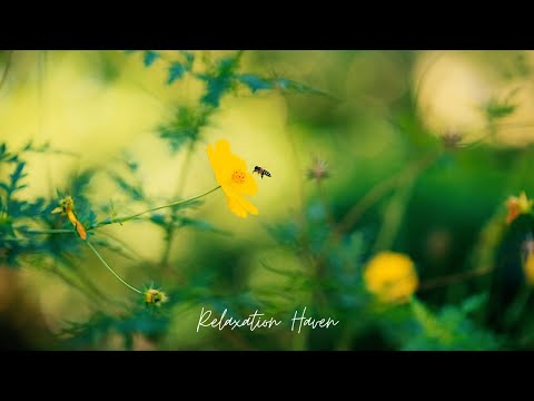 Calm Relaxing Music for Stress - Relaxing Music, Sleeping Music, Meditation Music, Study Music