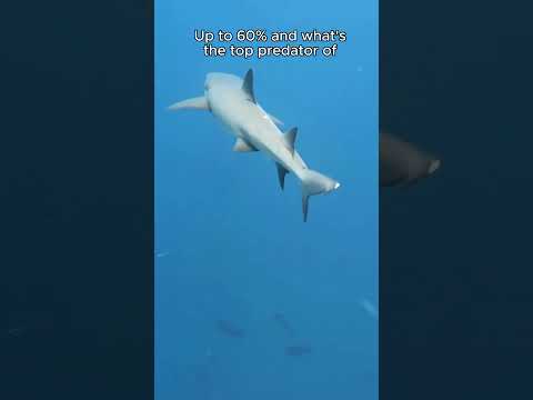 The Evolution of Sharks: From Ancient Predators to Modern Giants #shorts