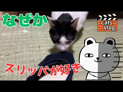 Cute cat video collection -Hooray for cats- #Cute #Cat #Vlog