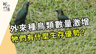 逆轉入侵潮｜揮別外來種鳥類這麼難！(我們的島第1214集 2023-07-24)