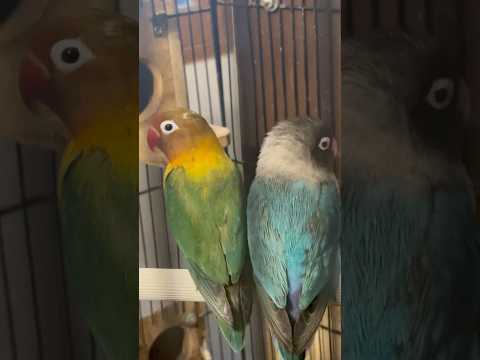 Discover the Daily Life of Love Birds in My Aviary