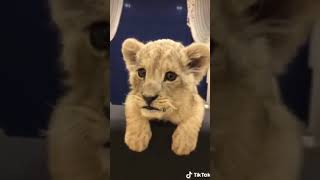 Lion cub roar | cute and funny