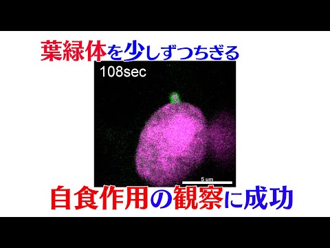 プレスリリース解説 vol.28「葉緑体をちぎる自食作用の観察に成功」