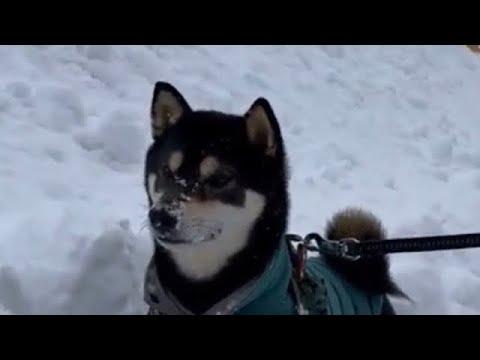 新雪にテンション爆上がりしてしもた黒柴タケル。