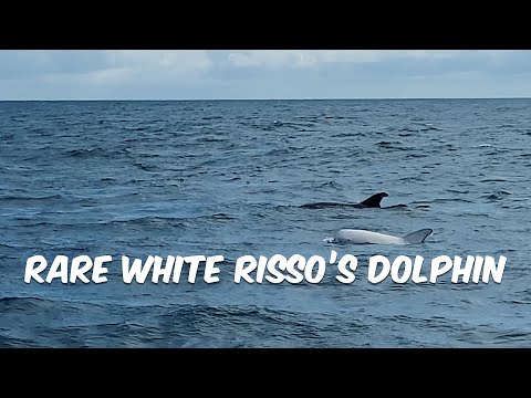 Rare Risso's Dolphin "Blanco" is Almost Entirely White