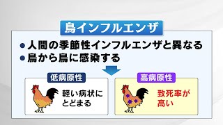 【解説】鳥インフルエンザとは？国内では人への感染事例なし、国外では死者も　死んだ鳥触らないで