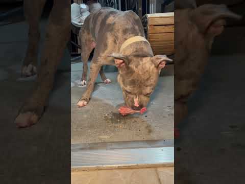 ￼ American bully, tries turkey necks ￼#americanbully #shortsviral #fypシ゚