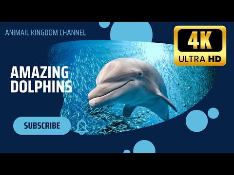 Amazing Dolphins: Life, Habits, and Fun Facts You Need to Know!