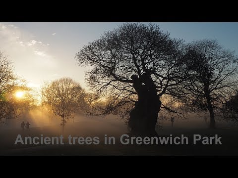 Ancient chestnut trees in Greenwich Royal Park London