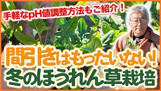 家庭菜園や農園でほうれん草栽培の間引きはもったいない！冬のほうれん草栽培のコツを徹底解説！手軽なpH値調整方法もご紹介！【農園ライフ】