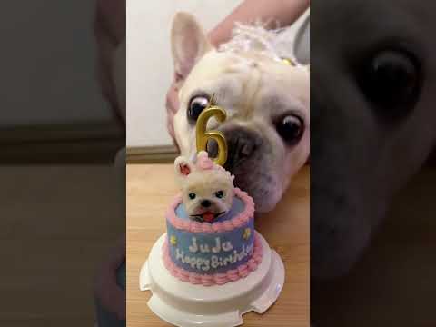 Feliz 6º aniversário, Juju! Gravar vídeo é difícil, e como esperado, nenhuma foto saiu 😂🎉