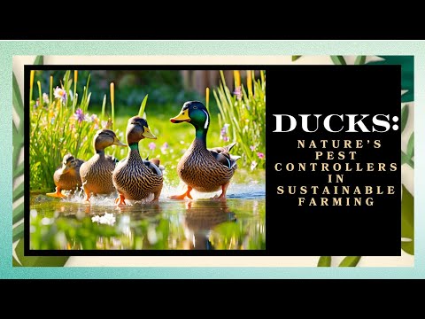 Ducks: Nature’s Pest Controllers in Sustainable Farming 🦆🌾