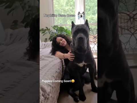 Sound Credit to Will Atherton #canecorso #canecorsopuppies #italianmastiff #bluecanecorso #corso