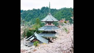 Yoshinoyama, Nara, the most beautiful cherry blossom spot in Japan