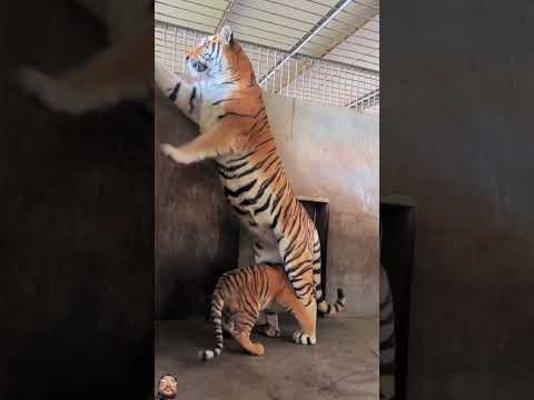 #tiger #animals #zoo #cat #cute #kitten #adorable #tigercub #kitty #fpy