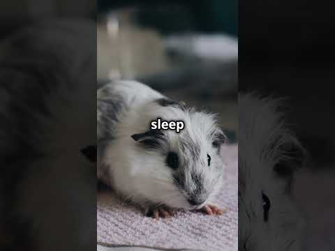 Hidden Guinea Pig Sleep Facts Exposed