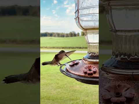 Slow motion hummingbird.