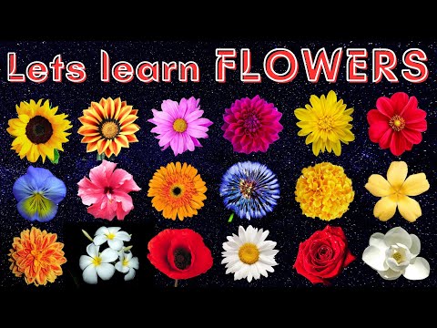 Exploring the World of Flowers | Ultra HD 4K footage of beautiful flower gardens