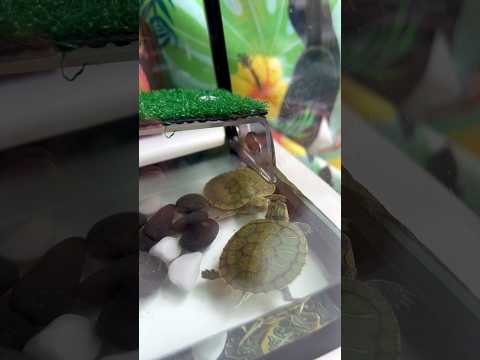 The cute turtle kid suddenly kissed his soulmate 😍 #trending #vlog #shortvlogs #shortvideo