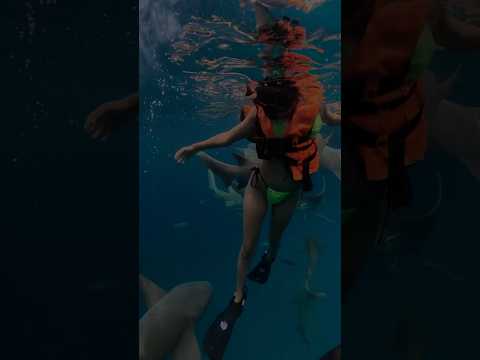 Swimming With SHARKS 🦈 #maldives #sharks #trending #youtubeshorts #island