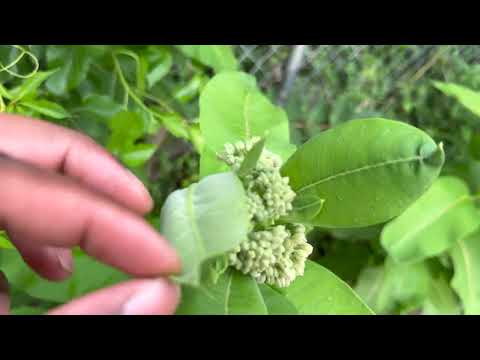 Monarch Butterflies!!!! | Host & Nectar