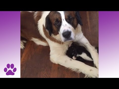 Cats vs Dogs | The Battle Continues