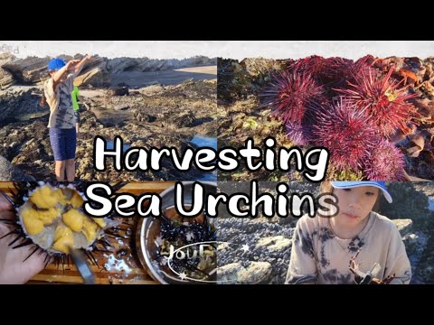 Harvesting some sea urchins(UNI)