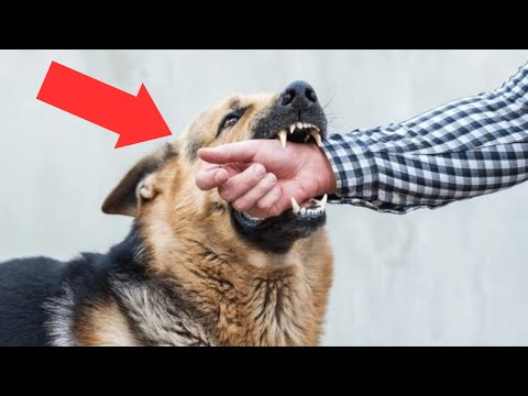 10 Secret Signs Your Dog Loves You, But You Ignore it