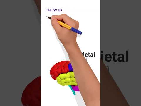 Four Lobes of the Brain 🧠