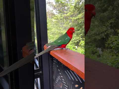 Nunca vi um papagaio tão lindo! 🦜 #sydney  #PertoDaNatureza #vidalenta