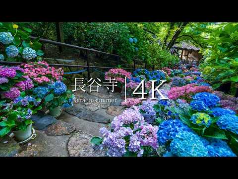 [Hydrangea Corridor loved since the Heian period] Visit Hasedera Temple - JAPAN in 4K