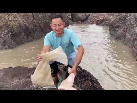 【阿向趕海】 龍珠丟進百米海峽坑 許下心願竟實現 大紅魚黑鯛野蠻衝撞抓到起飛