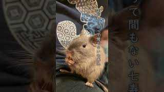 degu - octodon - Small Animals Family - Vo.69