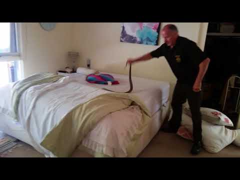 Snake man catches big deadly male Tiger Snake in a Warrandyte bedroom!