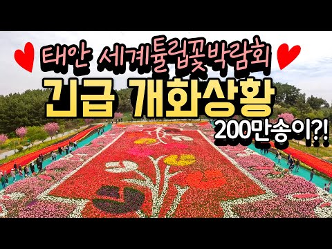 태안튤립꽃박람회ㅣ2023 태안세계튤립축제ㅣ5월에 가볼만한 곳ㅣ세계5대튤립축제ㅣ태안여행ㅣ태안가볼만한곳ㅣ가족여행지추천ㅣ봄여행지추천