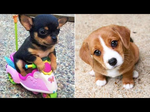 Baby Dogs 🔴 Cute and Funny Dog Videos Compilation #16 | 30 Minutes of Funny Puppy Videos 2021