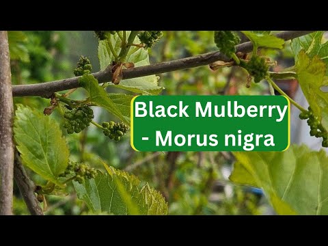 Black Mulberry - Morus nigra