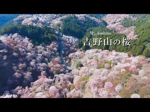 吉野山の桜・ドローン(空撮)