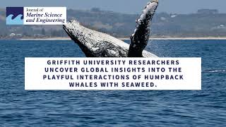 Whale 'kelping': humpbacks' playful seaweed interactions revealed worldwide