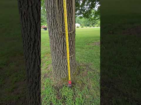 16 ft. 3 Tree Stxy and BackWoods 3 step aider #mobile #shortshorts