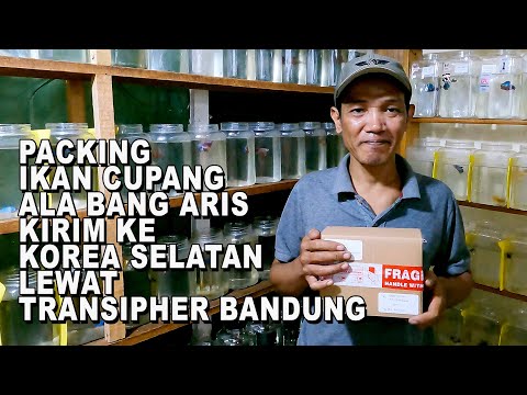 PACKING KIRIM IKAN CUPANG ALA BANG ARIS