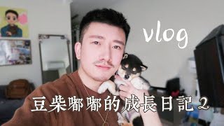 Vlog | 豆柴嘟嘟的成长日记 2 | 单亲爸爸迎接孩子到家