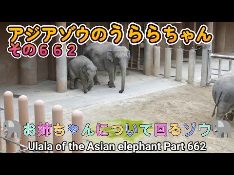 アジアゾウのうららちゃん（６６２）🐘お姉ちゃんについて回るゾウ🐘（東山動植物園）Ulala of the Asian elephant Part 662