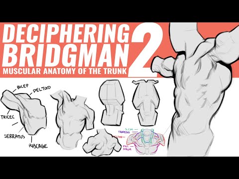 DECIPHERING BRIDGMAN 2: ANATOMY OF THE TRUNK