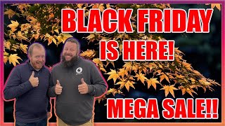 Join Mr.Maple for Our HUGE Black Friday DEALS! Excellent Trees for Amazing Prices! Japanese Maples