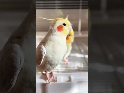 When your inner diva wants to sing, but the outside world is like 'shhh!' 😅🎶🦜#cockatielscraze