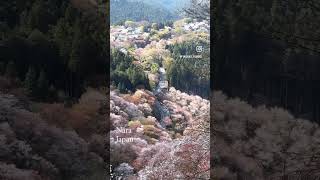 Nara Japan spring Drone DJI MINI 3 Pro