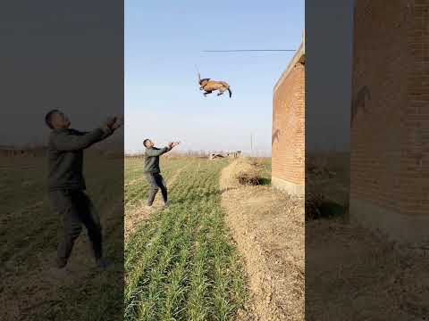 Belgian malinois jump training #smartdogs