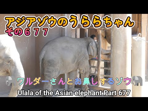 アジアゾウのうららちゃん（６７７）🐘ワルダーさんとお鼻しするゾウ🐘（東山動植物園）Ulala of the Asian elephant Part 677